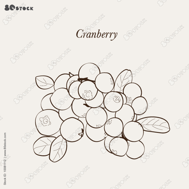 Cranberry. Isolated berry branch sketch. Vector illustration EPS 10.