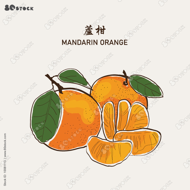 Blossoming branch of tangerine or mandarin orange. Tangerine plant flowers with leaves. Vector illustration EPS 10.