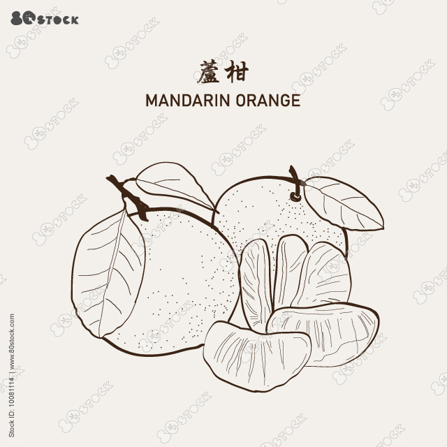 Blossoming branch of tangerine or mandarin orange. Tangerine plant flowers with leaves. Vector illustration EPS 10.