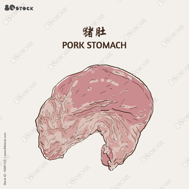 The stomach is pork. Pork stomach. Vector illustration EPS 10.