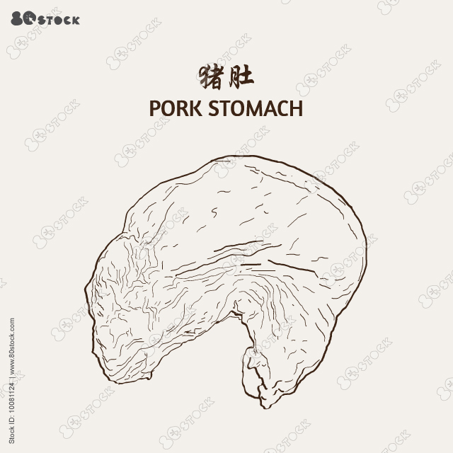 The stomach is pork. Pork stomach. Vector illustration EPS 10.