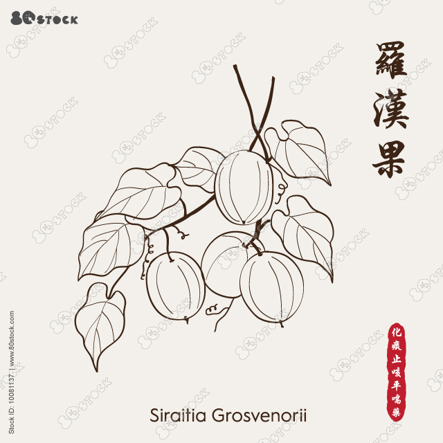 Monk fruit siraitia 羅漢果 herb plant vector traditional.Siraitia grosvenorii fruits. Vector illustration EPS 10.