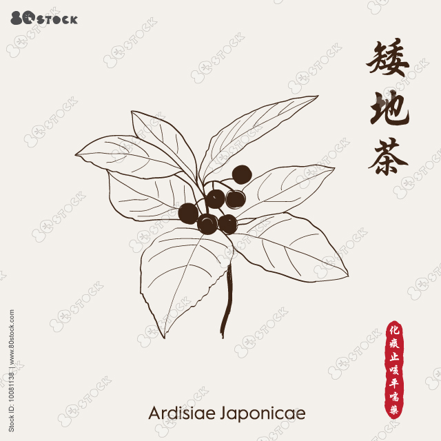 Ardisiae Japonicae 矮地茶, marlberry, herb of traditional chinese medicine. Vector illustration EPS 10.