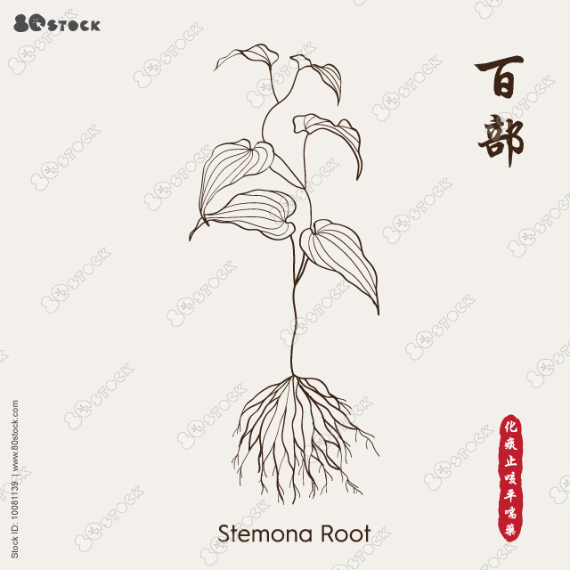 Stemona Root 百部, stemona tuberosa: stemona plant, leaves, flowers and stemona tuberosa root. Vector illustration EPS 10.