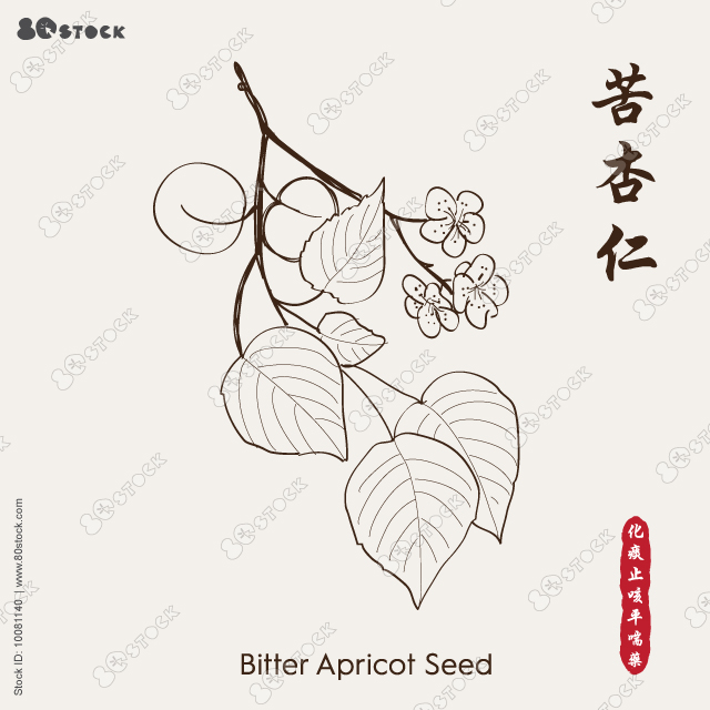 Bitter Apricot Seed 苦杏仁. Vector illustration EPS 10.