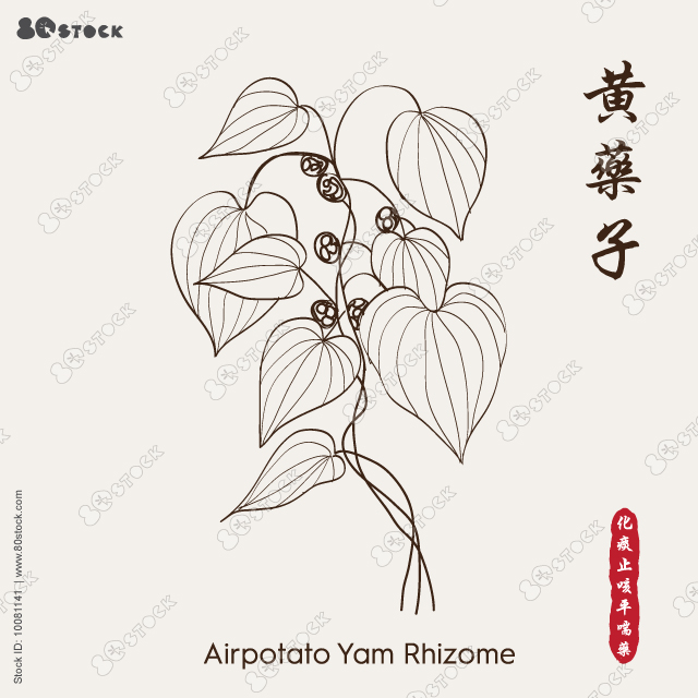 Airpotato Yam Rhizome 黄药子. HuangYaoZi or Rhizoma Dioscoreae Bulbiferae or Rhizoma Dioscoreae Bulbiferae. Vector illustration EPS 10.