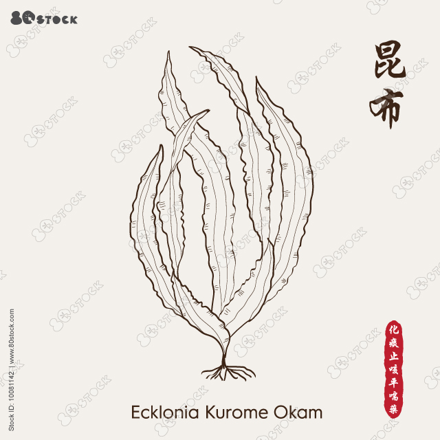 Kombu, Ecklonia Kurome Okam or Ecklonia kurome 昆布. Vector illustration EPS 10.