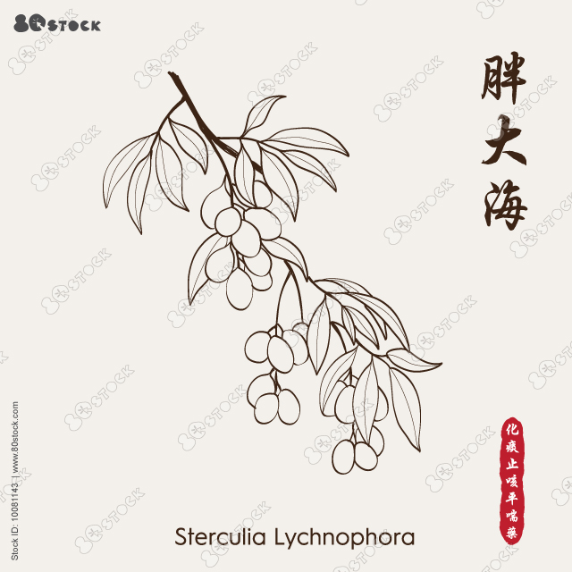 Sterculia lychnophora, Malva nut tree 胖大海. Traditional Chinese Herbal Medicine. Vector illustration EPS 10.