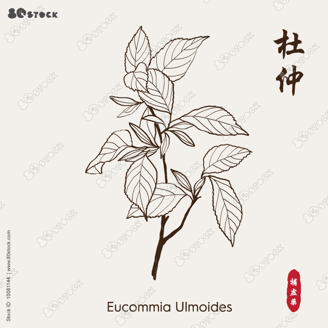 Eucommia ulmoides: eucommia plant, leaves, flowers and eucommia ulmoides bark 杜仲. Cosmetic, perfumery and medical plant. Vector illustration EPS 10.