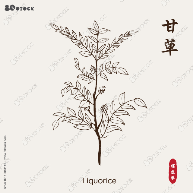 Liquorise 甘草. Licorice natural aromatic hand drawn. Liqorice ayurveda, ayurvedic beneficial, biological detoxify licorice natural aromatic vector sketch EPS 10.