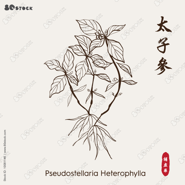 Pseudostellaria Heterophylla 太子参. Chinese herbal Vector sketch EPS 10.