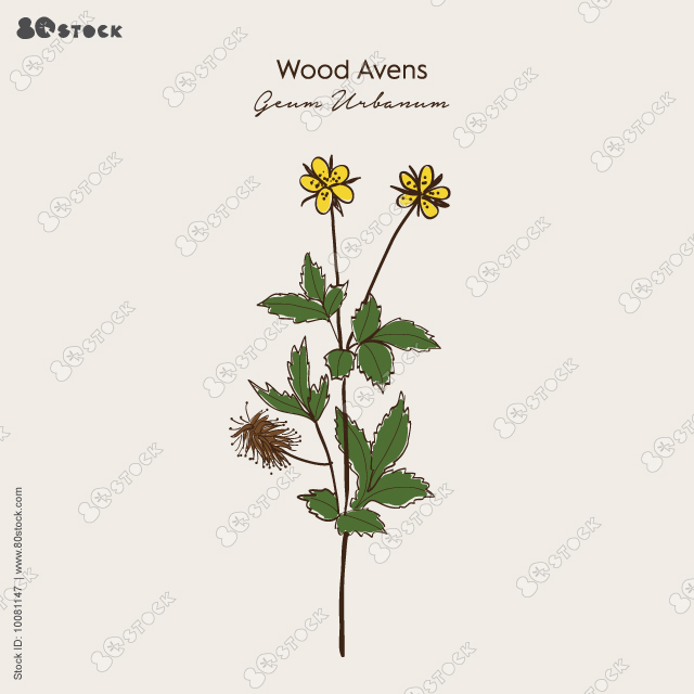 Wood avens (Geum urbanum), or herb Bennet, colewort, medicinal plant. Hand drawn botanical vector illustration EPS 10.