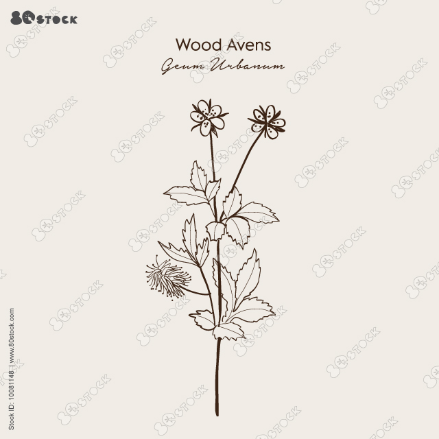 Wood avens (Geum urbanum), or herb Bennet, colewort, medicinal plant. Hand drawn botanical vector illustration EPS 10.