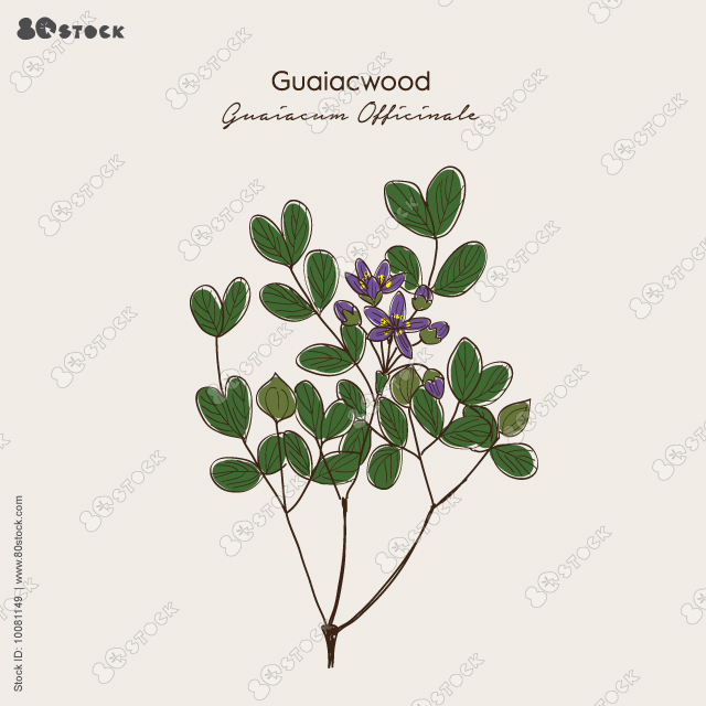 Guaiacwood, Lignum-vitae (Guaiacum officinale), blue and purple flowers with five petals and yellow pollen. Hand drawn botanical vector illustration EPS 10.