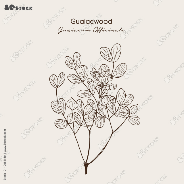 Guaiacwood, Lignum-vitae (Guaiacum officinale), blue and purple flowers with five petals and yellow pollen. Hand drawn botanical vector illustration EPS 10.