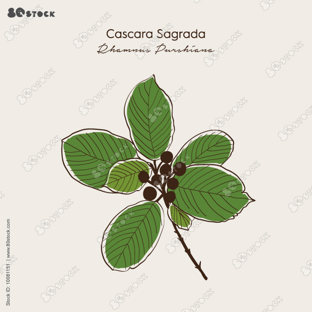 Cascara sagrada (Rhamnus purshiana), or persian bark, medicinal plant. Hand drawn botanical vector illustration EPS 10.