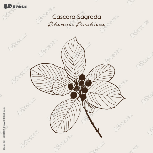 Cascara sagrada (Rhamnus purshiana), or persian bark, medicinal plant. Hand drawn botanical vector illustration EPS 10.