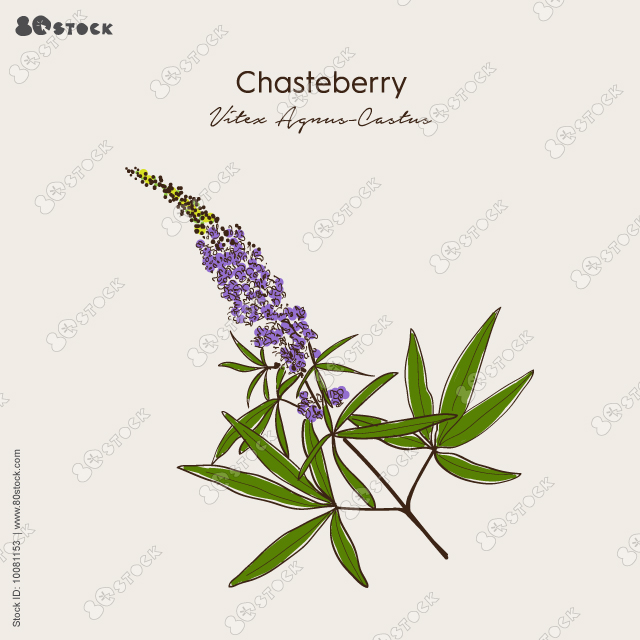 Vitex agnus-castus, or vitex, chaste tree, chasteberry, medicinal plant. Hand drawn botanical vector illustration EPS 10.