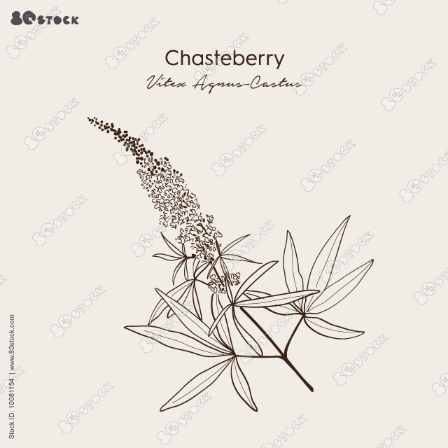 Vitex agnus-castus, or vitex, chaste tree, chasteberry, medicinal plant. Hand drawn botanical vector illustration EPS 10.