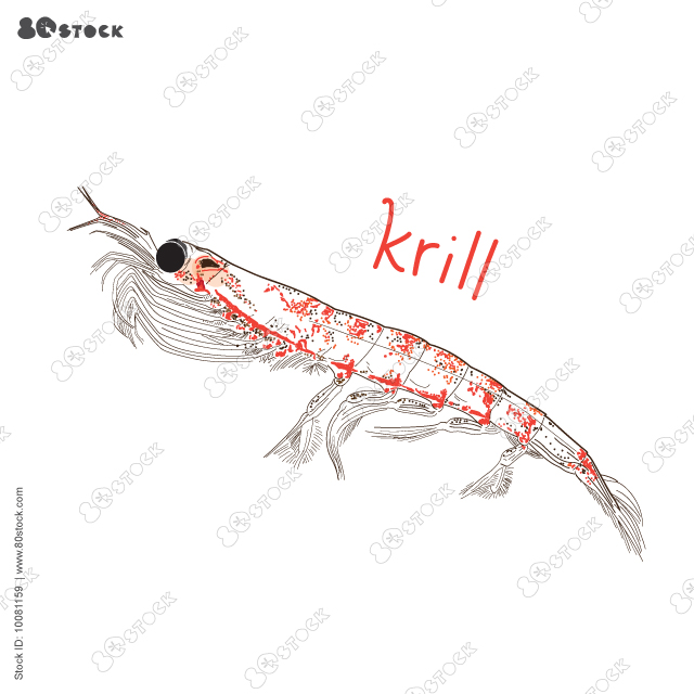 Hand Drawn Antarctic krill (euphausid) vector. EPS 10