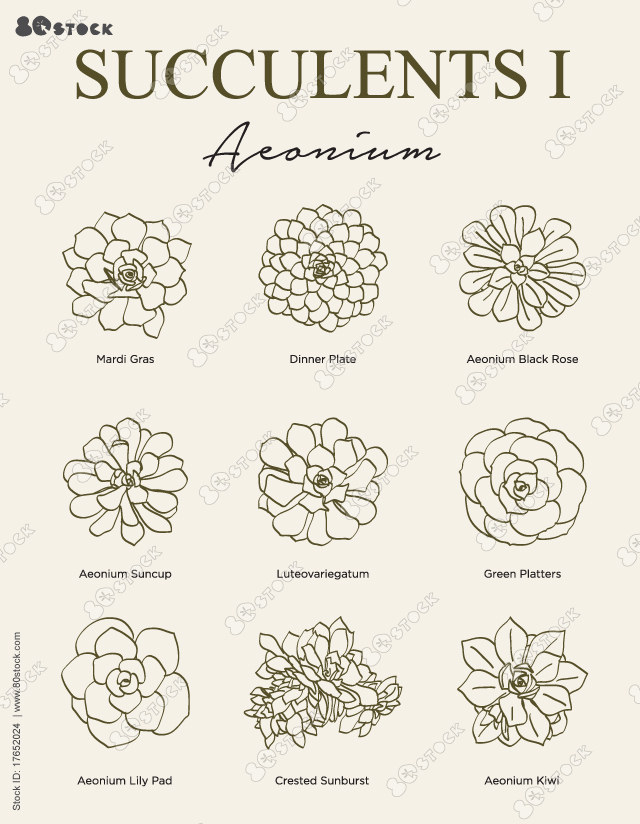 Succulents types. Aeonium, Mardi Gras, Dinner Plate, Aeonium Black Rose, Aeonium Suncup, Luteovariegatum, Green Platters, Lily Pad, Crested Sunburst, Aeonium Kiwi