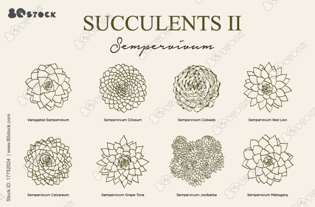 Succulents types. Sempervivum. Variegated, Ciliosum, Cobweb, Red Lion, Calcareum, Grape Tone, Jovibarba, Mahogany