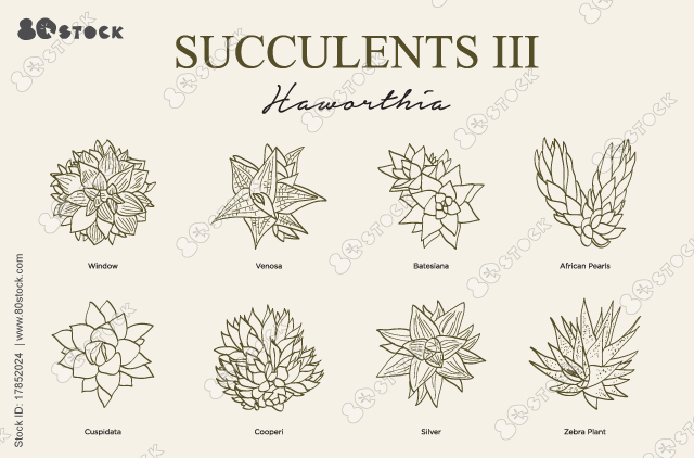 Succulents types. Haworthia cooperi, Window, Venosa, Batesiana, African Pearls, Cuspidata, Cooperi, Silver, Zebra Plant