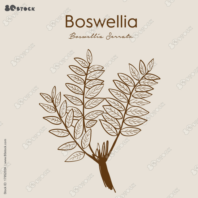 Boswellia serrata are moderate-sized flowering plants, including both trees and shrubs. Hand drawn herbal illustration. Indian Frankincense Salai. Herbs Plant.