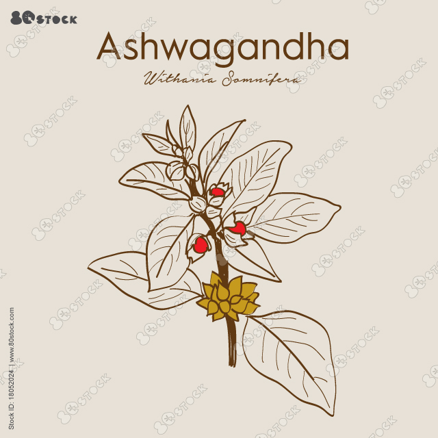 Ashwagandha (Withania somnifera). Ayurvedic healing plant. Herbs. Hand drawn vector illustration in sketch style.