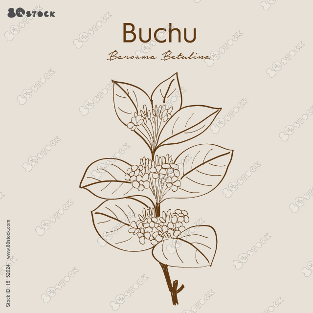 Buchu is a plant from South Africa. Agathosma. The leaf is used to make medicine.