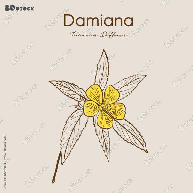 Damiana (Turnera diffusa) is a wild shrub with a long history as a medicinal plant.
