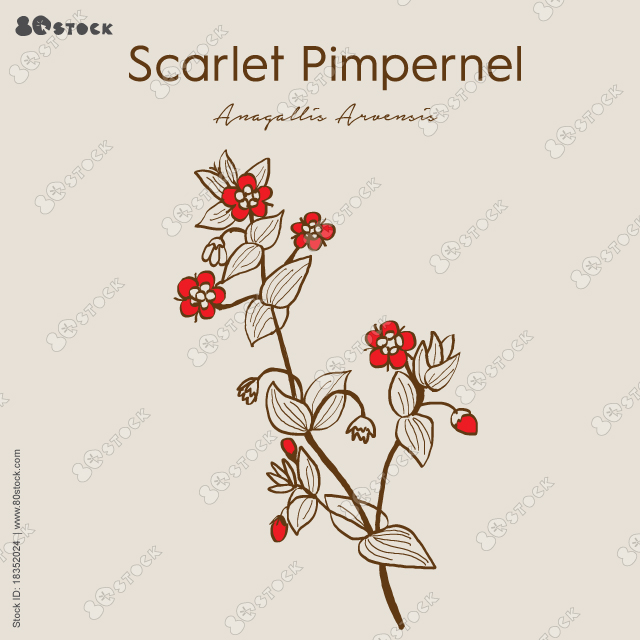 Scarlet pimpernel, Anagallis arvensis or red chickweed, poormans barometer, shepherds clock, medicinal plant. Hand drawn herbs vector illustration.