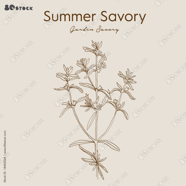 Summer Savory (Satureja Hortensis), edible and medicinal plant. Hand drawn herbs vector illustration