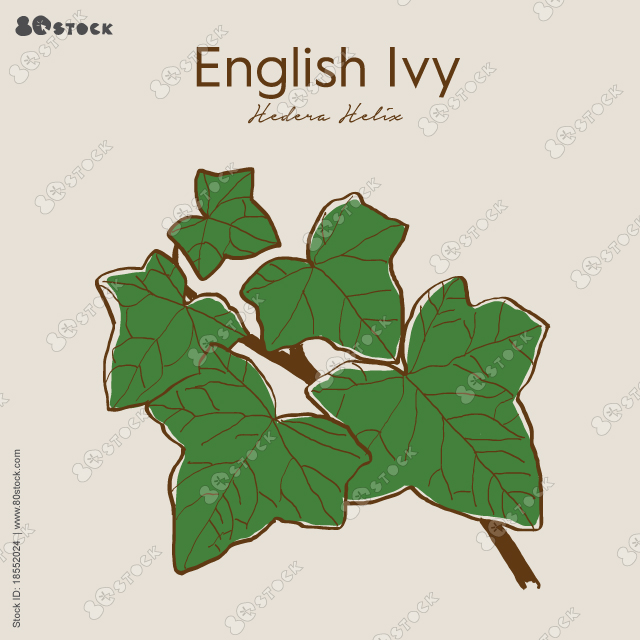 English ivy (Hedera helix) is an evergreen, climbing vine native to Europe and Asia. The leaves are sometimes used to make extracts for medicine.