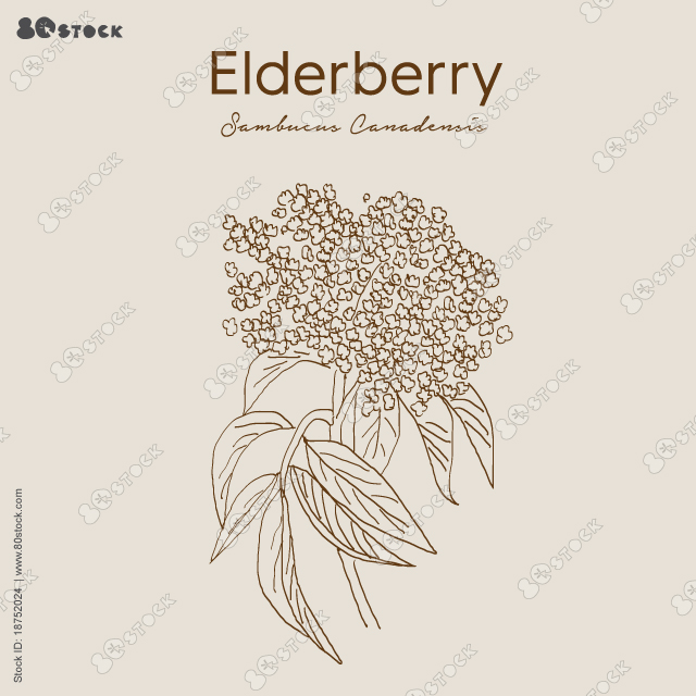 Black elderberry flowers, leaves. Sambucus. black elder, European elderberry. Sambucus nigra, Sambucus canadensis. Black elder, black-berried European elder, European elder.