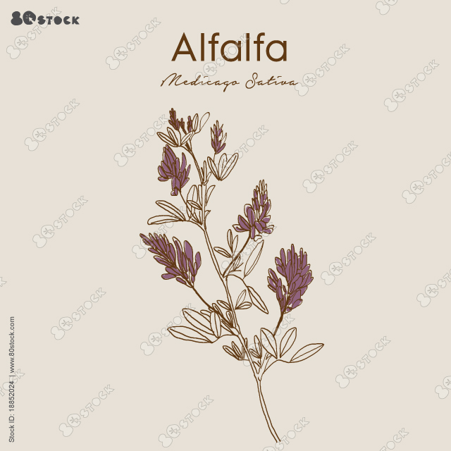 Alfalfa (Medicago sativa). Vector illustration. Superfood alfalfa medical herb.