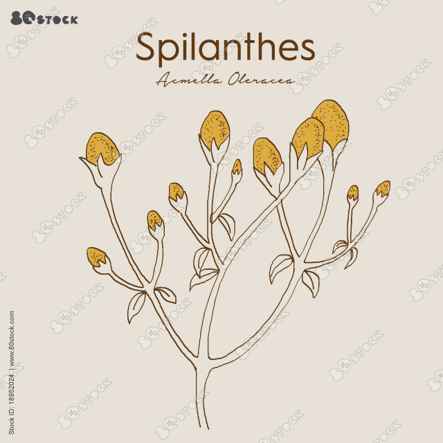Spilanthes (Acmella oleracea), medicinal plant also called toothache plant, Szechuan button, paracress, buzz button, tingflowers and electric daisy.