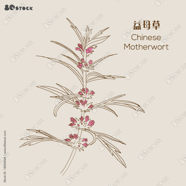 Motherwort (Leonurus cardiaca). Hieroglyph translation: Chinese herbal medicine. Oriental motherwort or Chinese motherwort 益母草