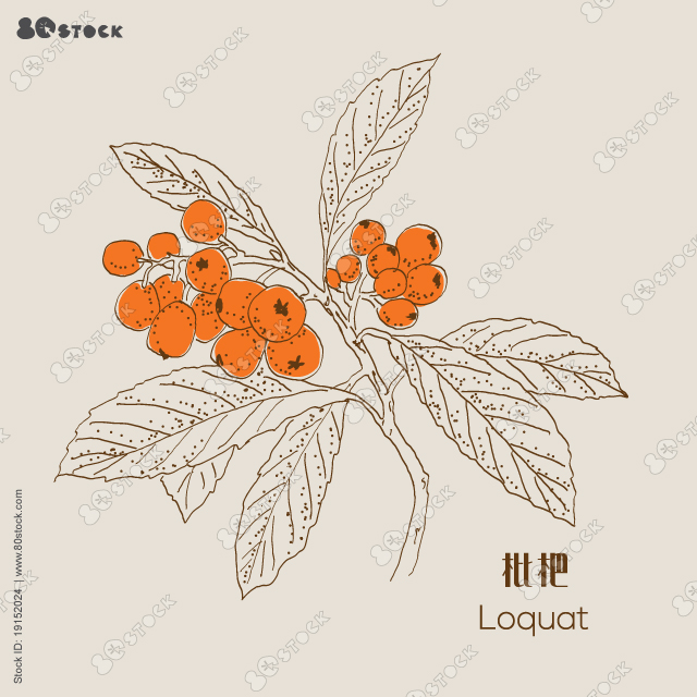 Hand drawn Loquat fruit. Nispero. Eriobotrya Japonica. 枇杷. Vector sketch illustration EPS 10.