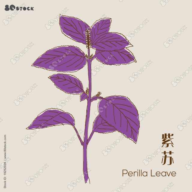 Beefsteak plant or purple shiso 紫苏 (Perilla frutescens var. crispa). Herbal Plant.