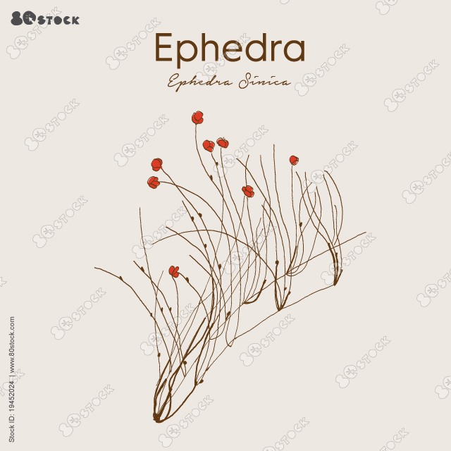 Ephedra is a stimulant herb usually from the stem and branches of Ephedra sinica. Ephedra ma huang sinica Chinese ephedra isolated vector illustration.