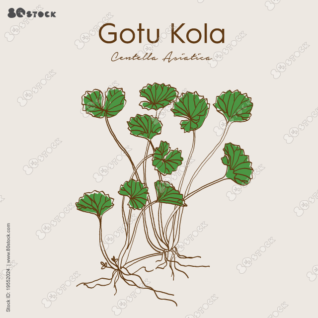 Centella asiatica, commonly known as gotu kola, kodavan, Indian pennywort and Asiatic pennywort, is a herbaceous, perennial plant in the flowering plant family Apiaceae.