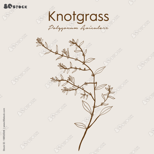 Polygonum aviculare or common knotgrass is a plant related to buckwheat and dock. It is also called prostrate knotweed, birdweed, pigweed and lowgrass.