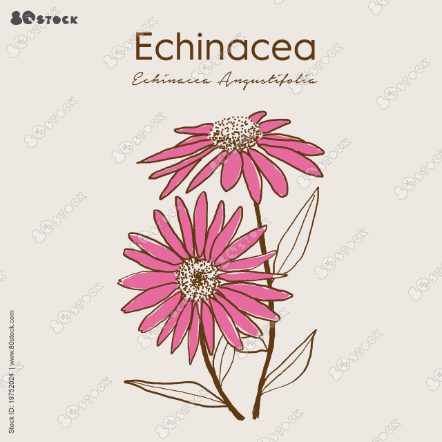 Echinacea purpurea herb. Purple coneflower. Aurvedic and Medical immunostimulant plant. Echinacea are rich in antioxidants and may help support immunity.