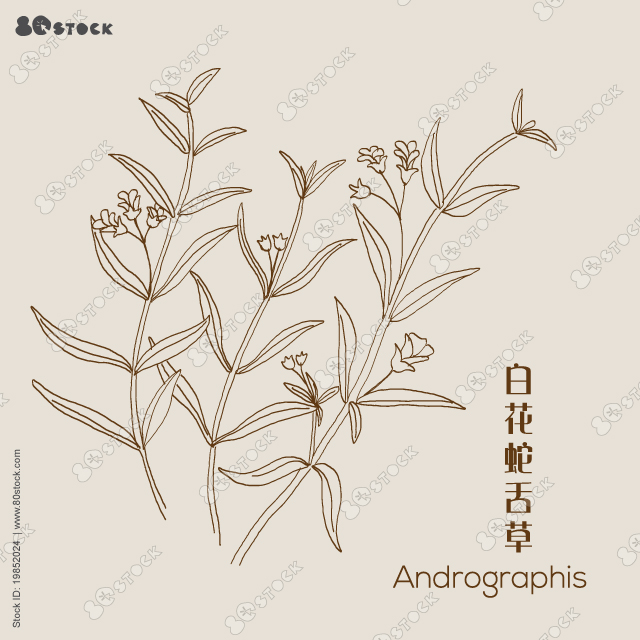 Andrographis paniculata, or king of bitters, ayurvedic herb. 白花蛇舌草. Hand drawn herbs vector illustration