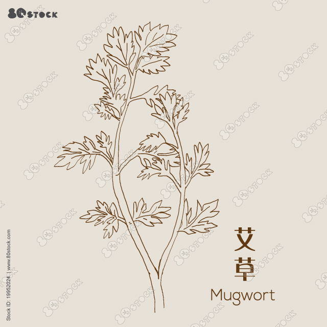 Mugwort, or common wormwood (Artemisia vulgaris) 艾草, medicinal plant. Hand drawn herbs vector illustration