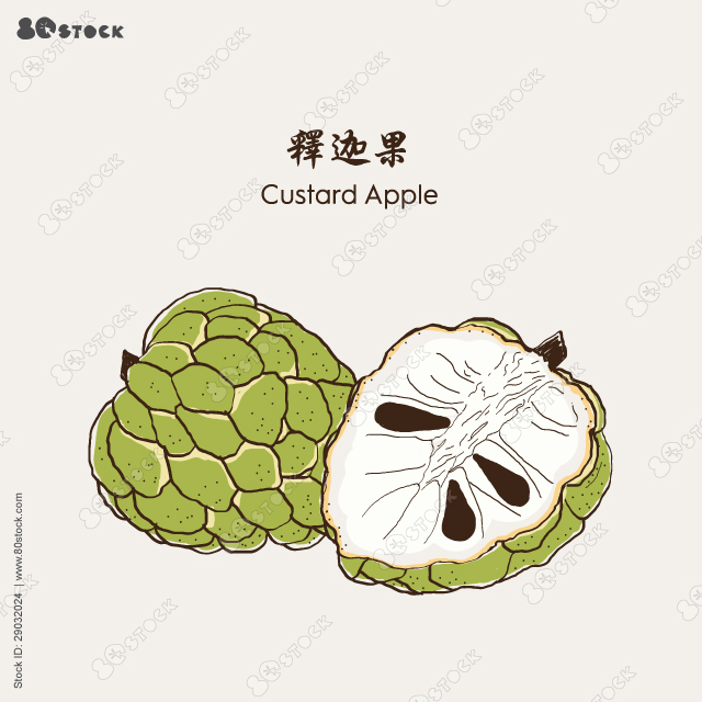 Custard apple, sugar apple, annona, cherimoya fruit, annona squamosa 释迦果. Hand-drawn fruit vector EPS 10