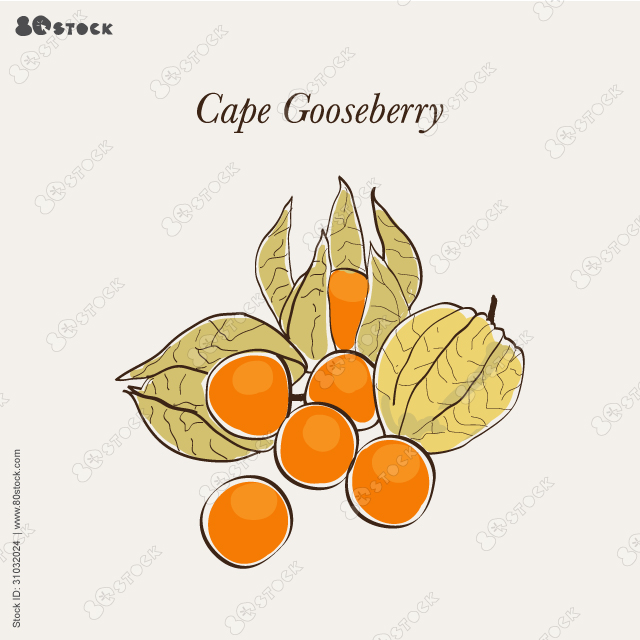 Cape Gooseberry. Physalis peruviana is a species of plant in the nightshade family native to Chile and Peru. Hand drawn berries vector illustration EPS 10.