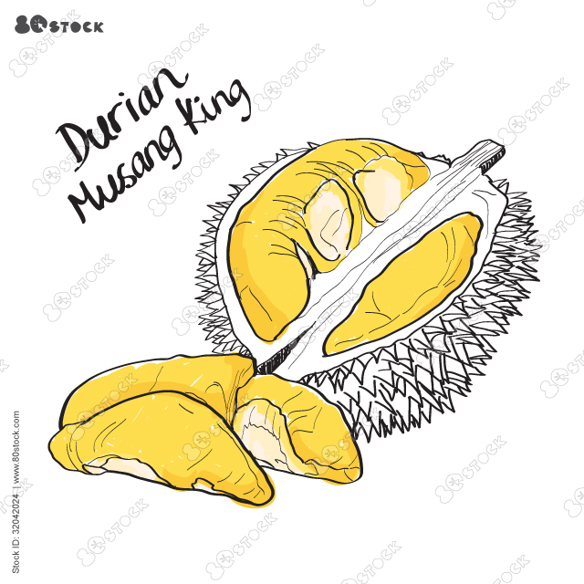 Hand drawn durian fruit musang king hand drawn isolated sketch illustration vector. Vector EPS 10.