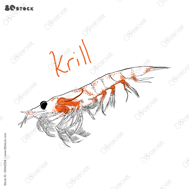 Hand Drawn Antarctic krill (euphausid) vector. EPS 10